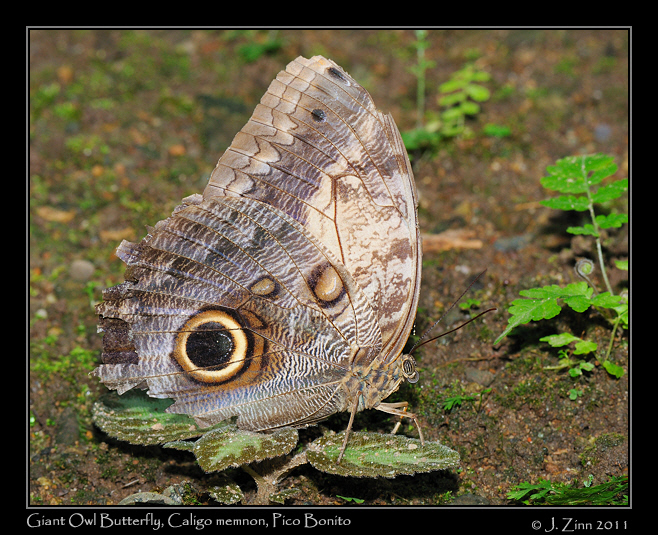 Caligo memnon_2385a